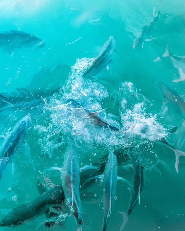 A true Florida Keys bucket list experience! 🪣🐟 There is nothing quite like the splash, the adrenaline, and the sheer size of the tarpon waiting right off the Robbie's docks. Stop by today and see what all the excitement is about