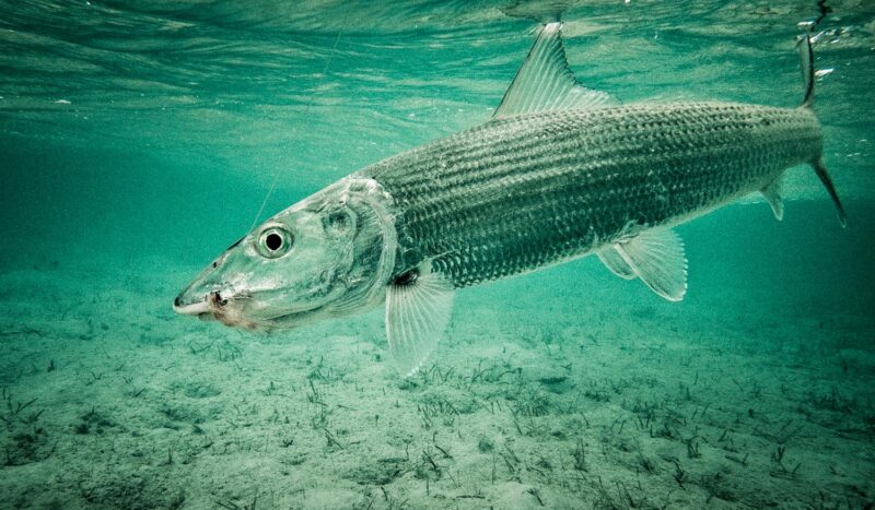 Bonefish Fishing