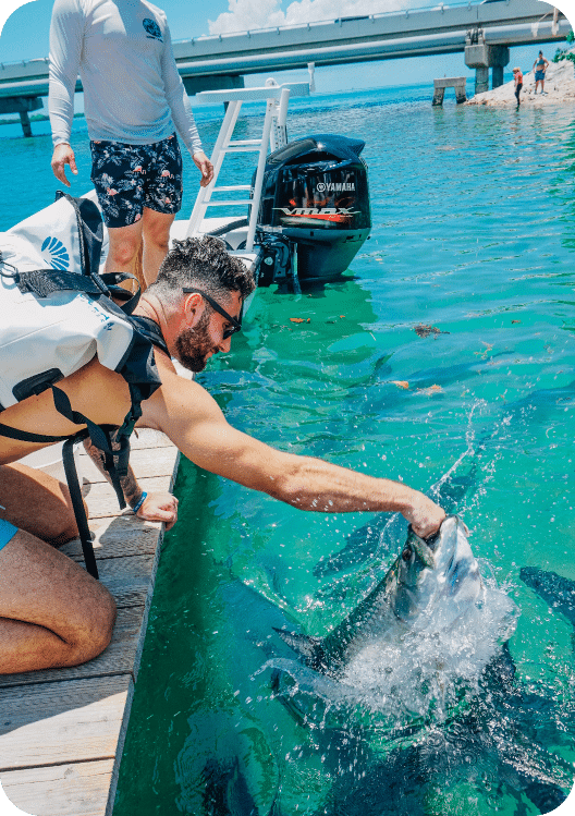 Tarpon Feeding in Islamorada