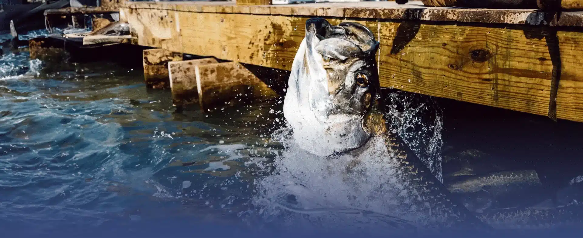 Tarpon Fishing Tarpon Fishing