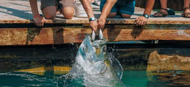 Feeding tarpon