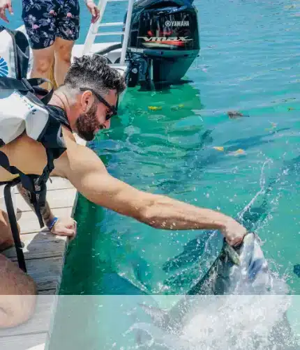 Feeding Tarpon
