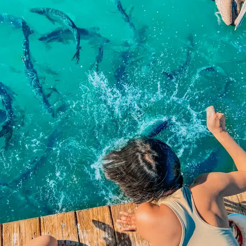 Feeding a tarpon