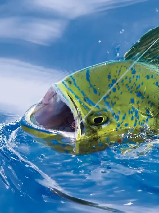Mahi Mahi Dolphin Fishing