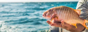 Why Winter Is Ideal for Reef and Wreck Fishing in the Florida Keys