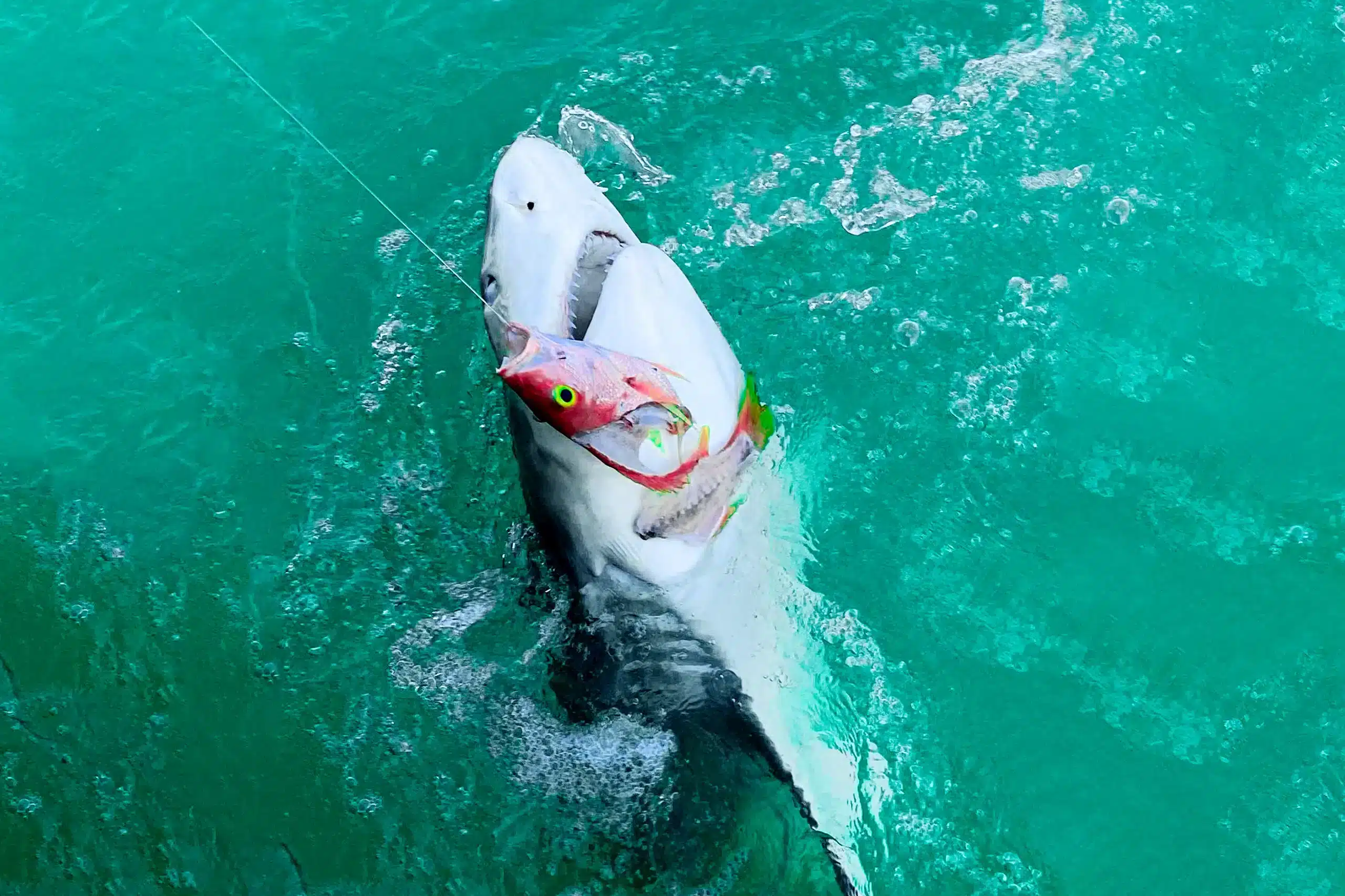 Shark Fishing