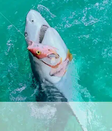 Tarpon Shark