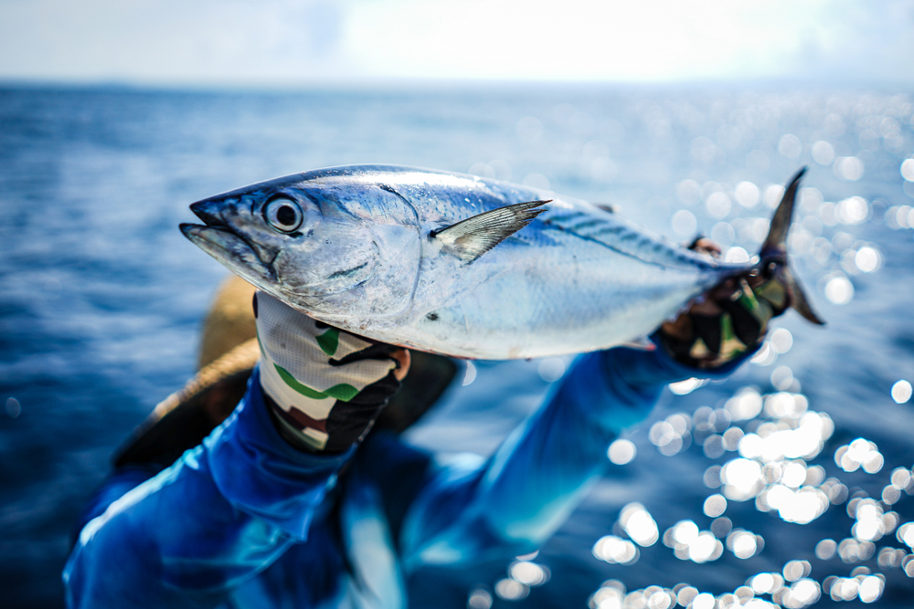 Tuna Fishing