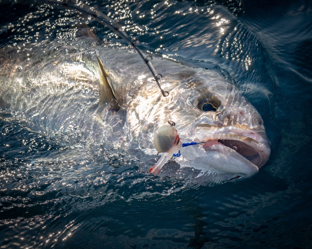 Amberjack