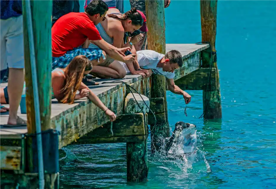 TARPON FEEDING