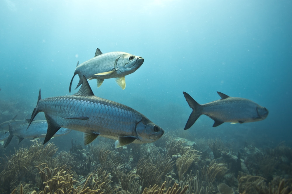Tarpon Season in the Florida Keys