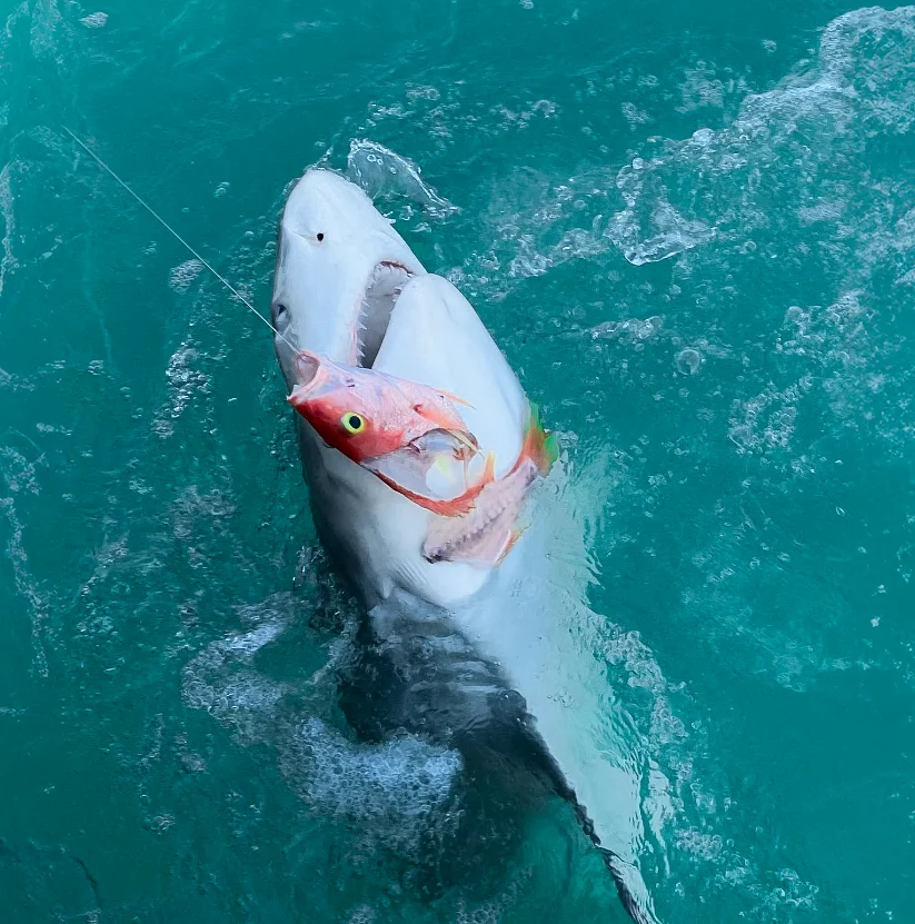 Tarpon Fishing