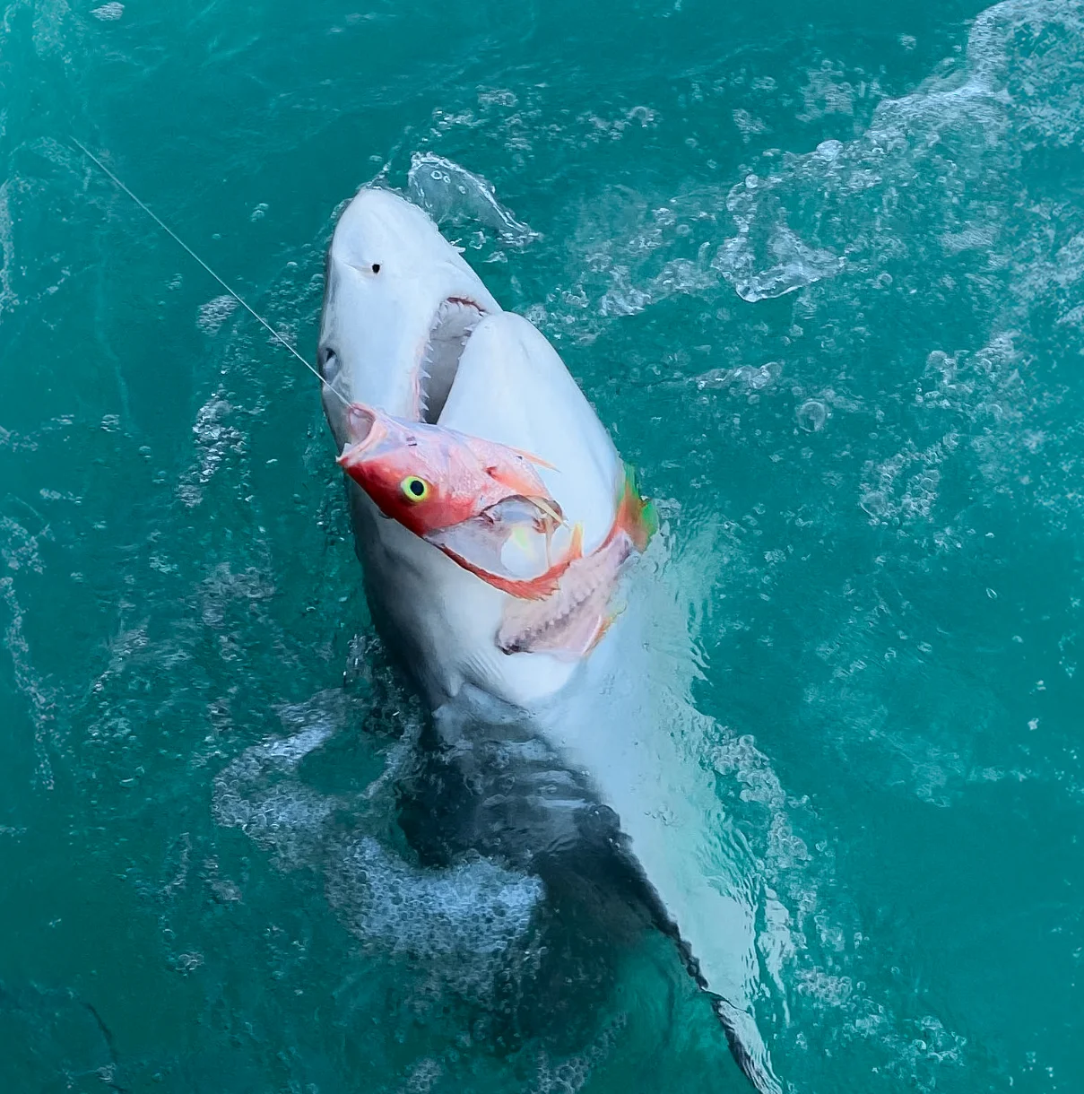 TARPON & SHARK FISHING