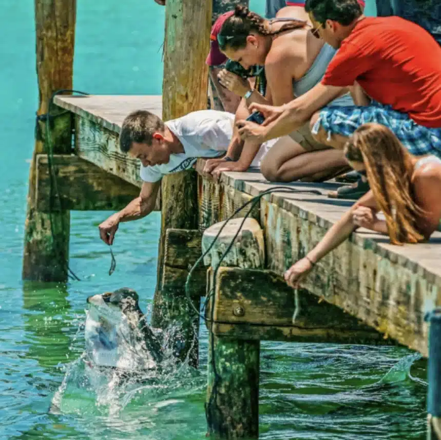 Tarpon Feeding